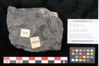 Foto (Objekt + Etikett) von Taeniopteris vittata Brongniart (NHMW-GEO-2024-0188-10486)